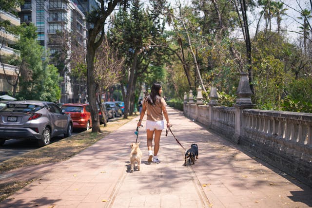 walking-dogs-for-a-living