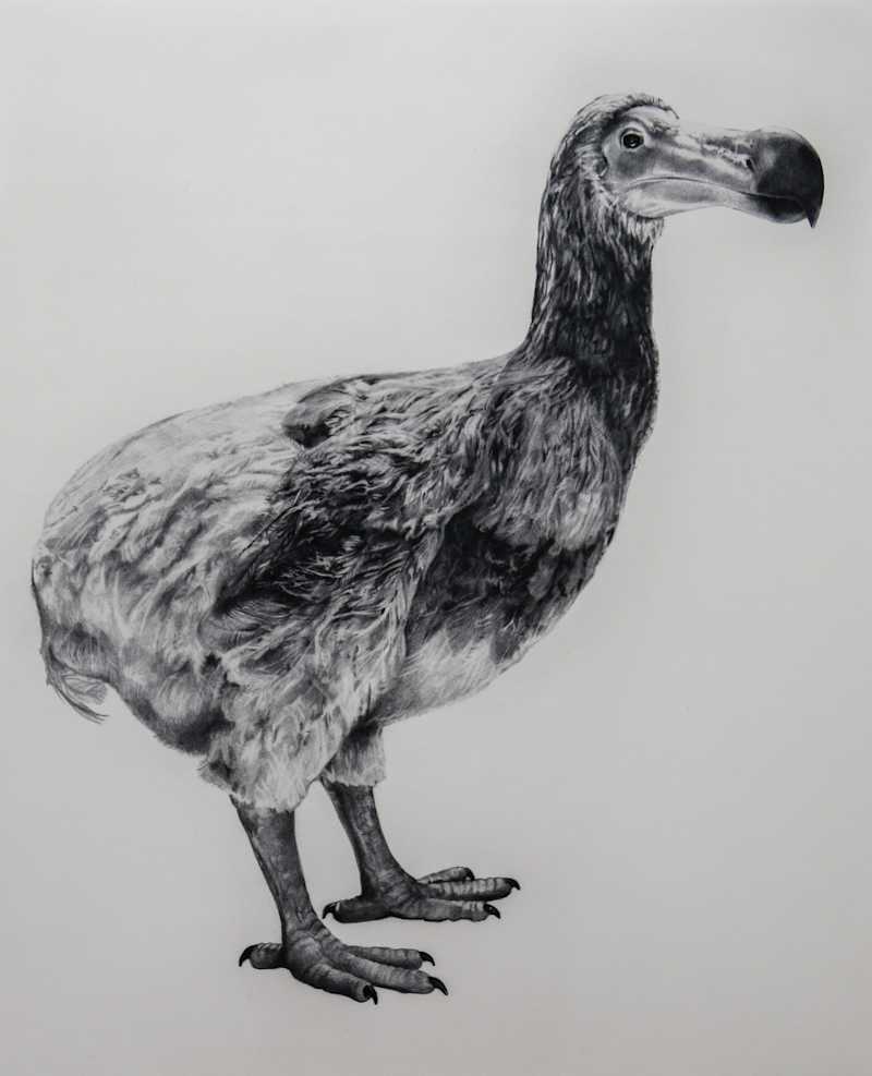 wallpapers Dodo Picture Real tammy mackay bermondsey gallery