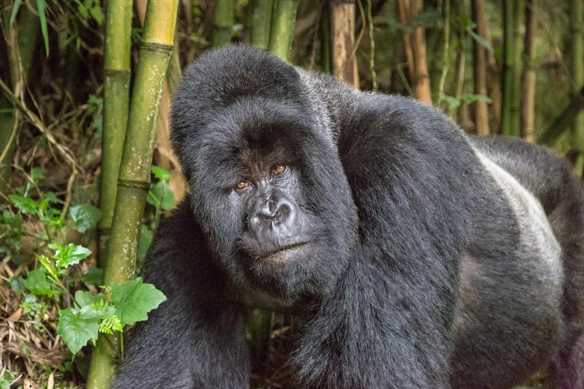 Mountain gorilla resting among bamboo in Virunga National Park, Rwanda
