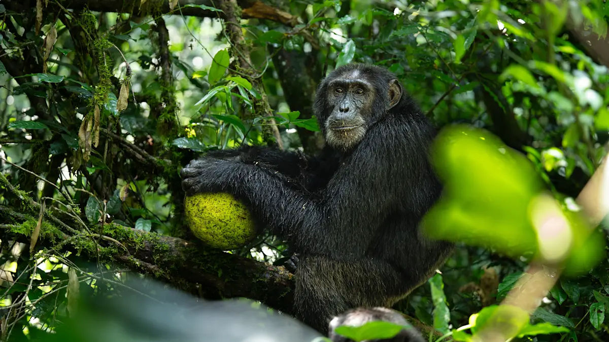 Chimpanzee holding a round fruit in a forest tree in Mahale Mountains National Park