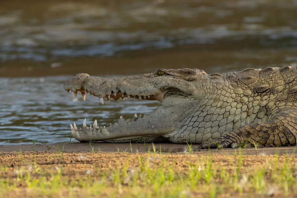 Nile crocodile resting on the bank of the Rufiji River in Nyerere National Park