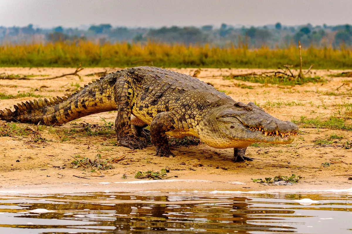 Nile crocodile crawling along a sandy riverbank in Ruaha National Park