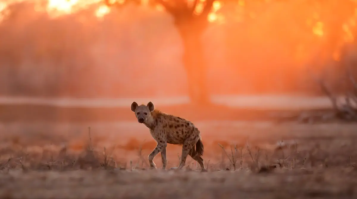 Spotted hyena walking through orange dawn light