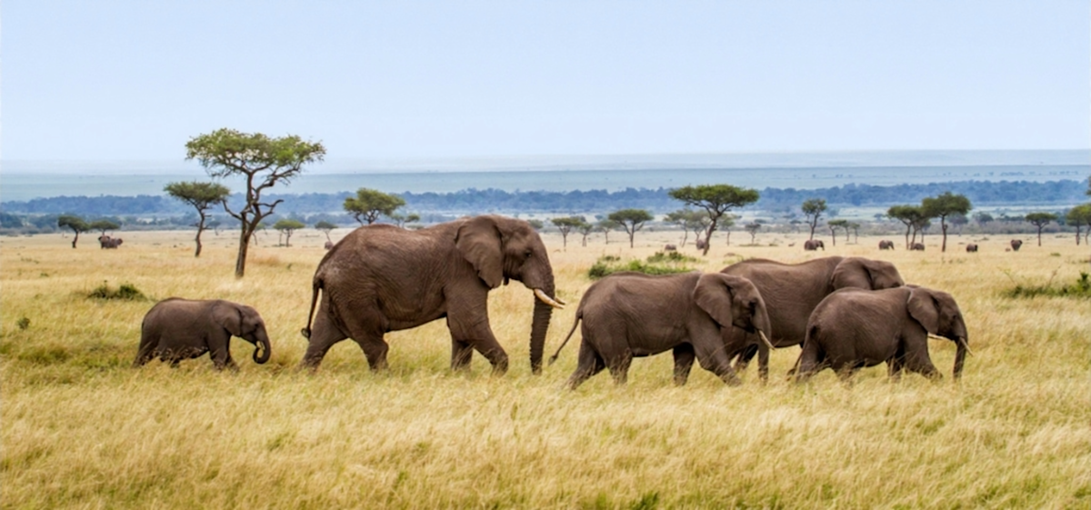 Elephant family walking across golden grassland with acacia trees in the Eastern Serengeti Nature Refuge