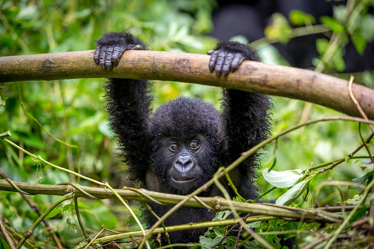 Baby mountain gorilla hanging from a branch in Virunga National Park, Rwanda