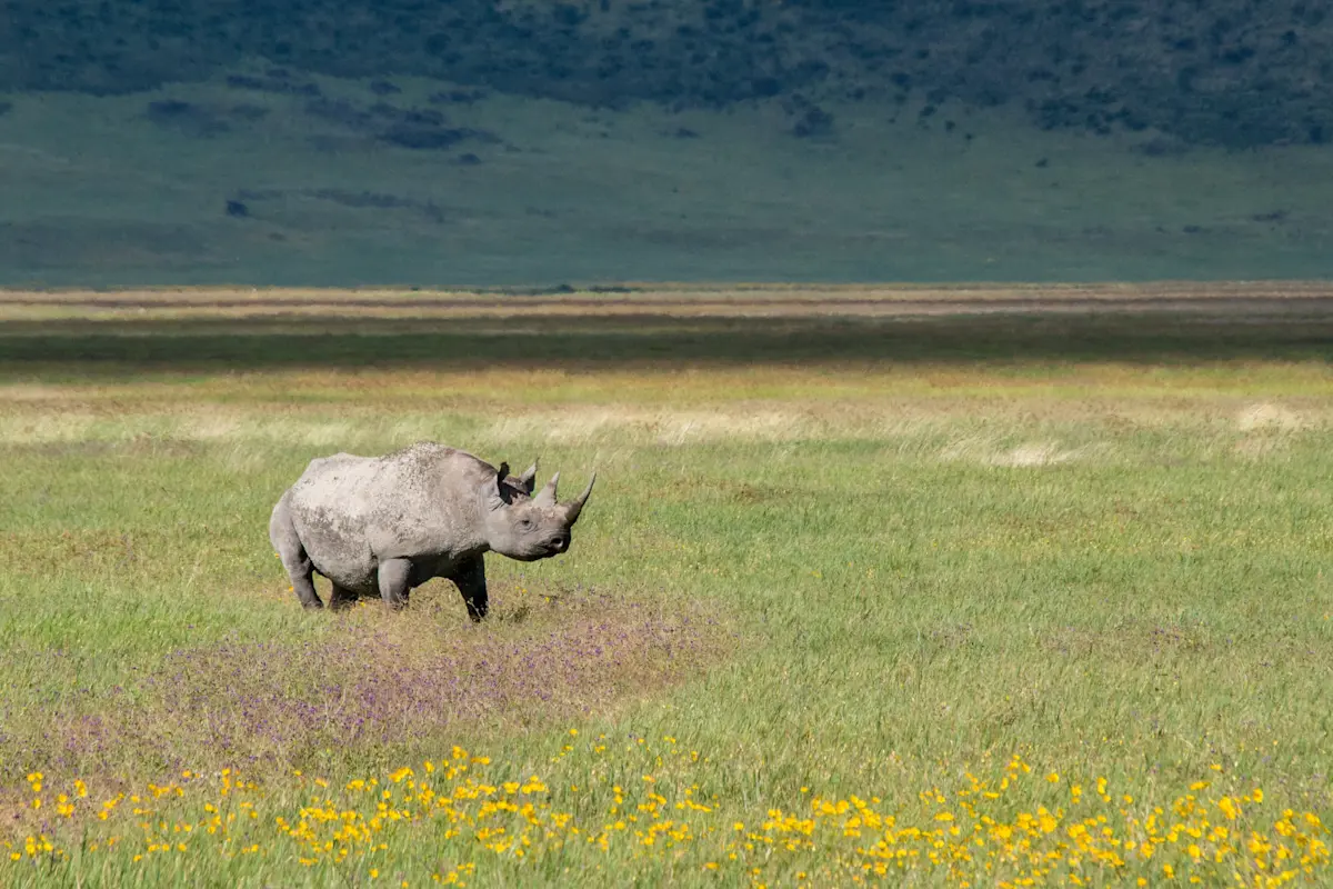 Rhino grazing on the grassy floor of Ngorongoro Crater