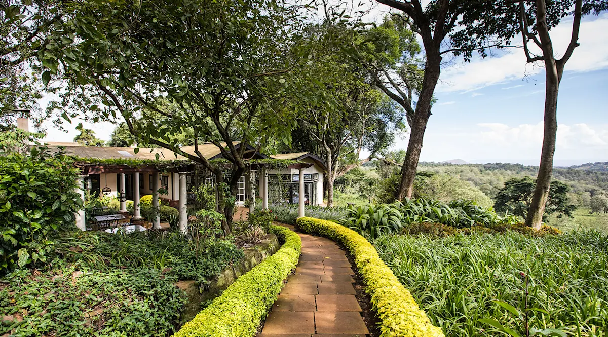 Garden path lined with yellow hedges leading to the restaurant at Gibb's Farm