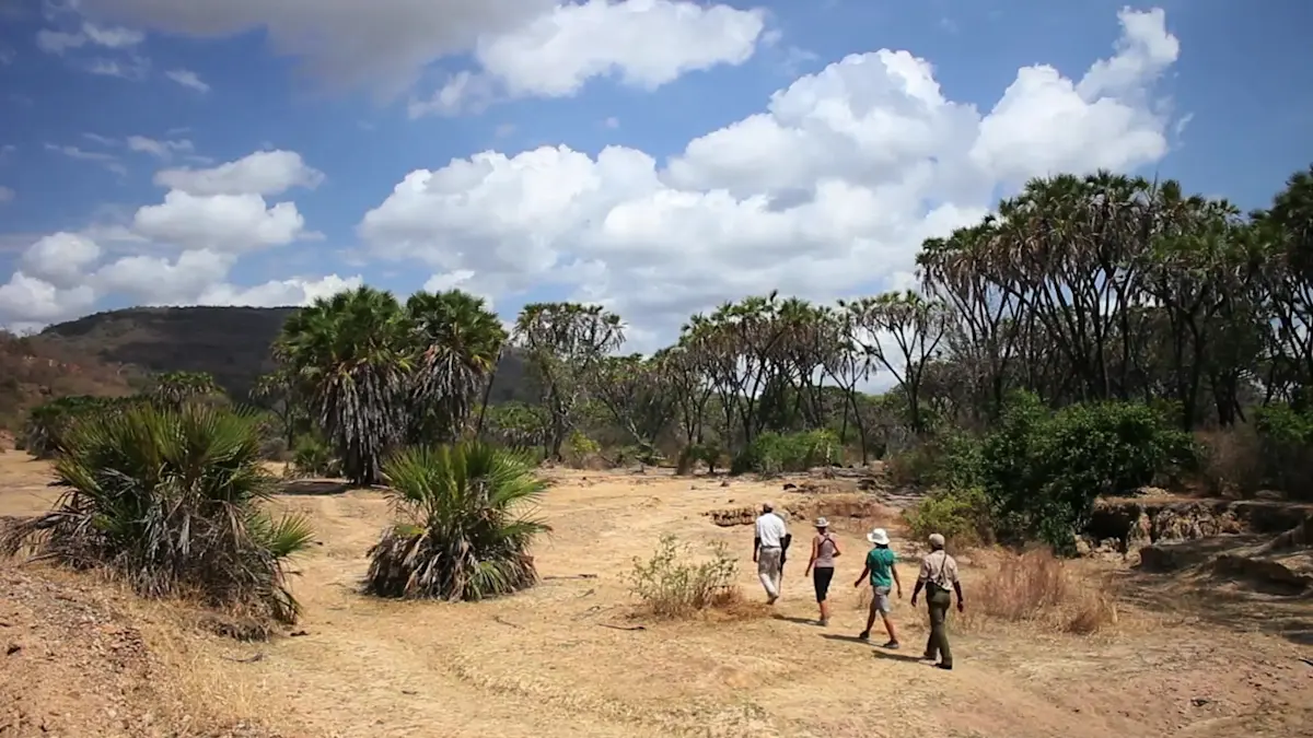 Group walking through a dry riverbed among palms in Nyerere National Park