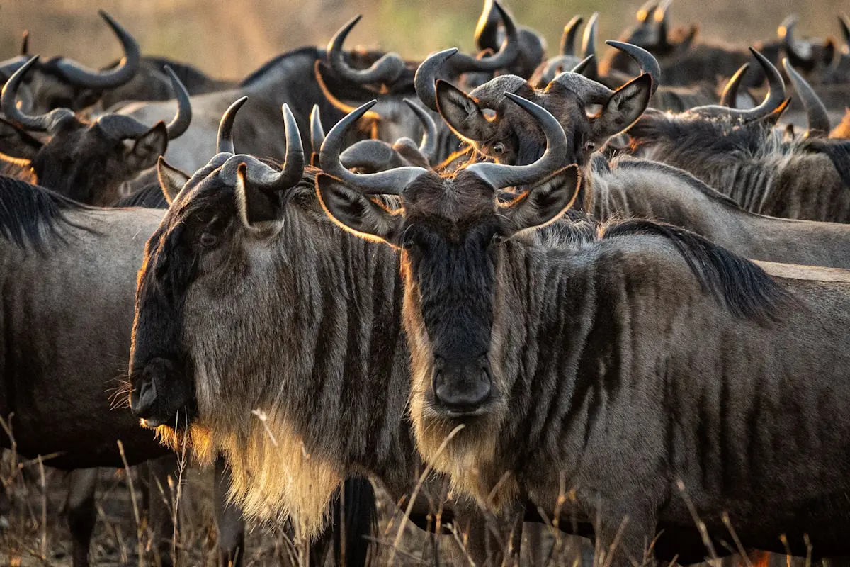 Close-up of wildebeest crowded together in the Serengeti