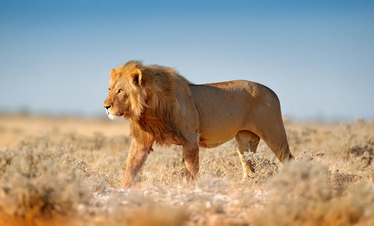 Male lion walking through dry grass in the Serengeti