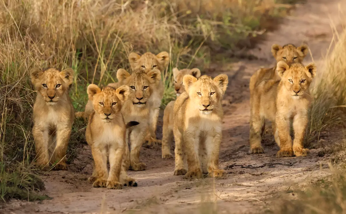 Group of lion cubs standing on a dirt path in the Serengeti
