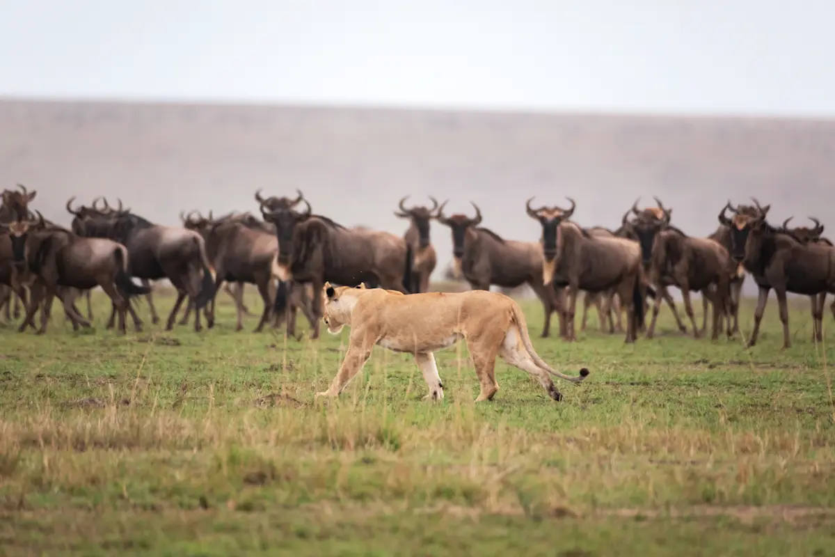 Lioness walking past a herd of wildebeest in the Serengeti