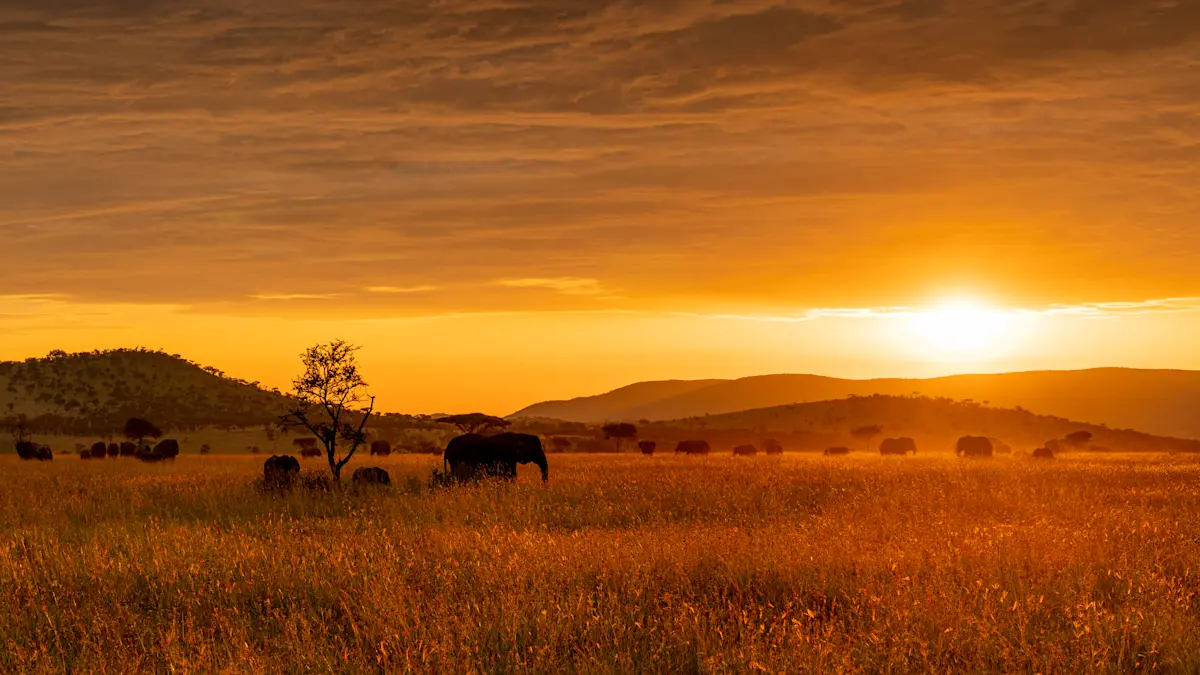 Elephants silhouetted on the plains at sunset in the Eastern Serengeti Nature Refuge