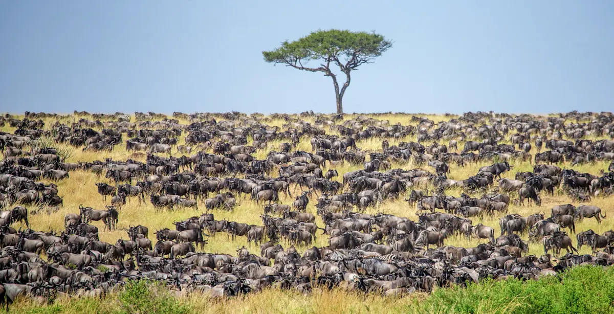 Vast herd of wildebeest grazing beneath a lone acacia tree