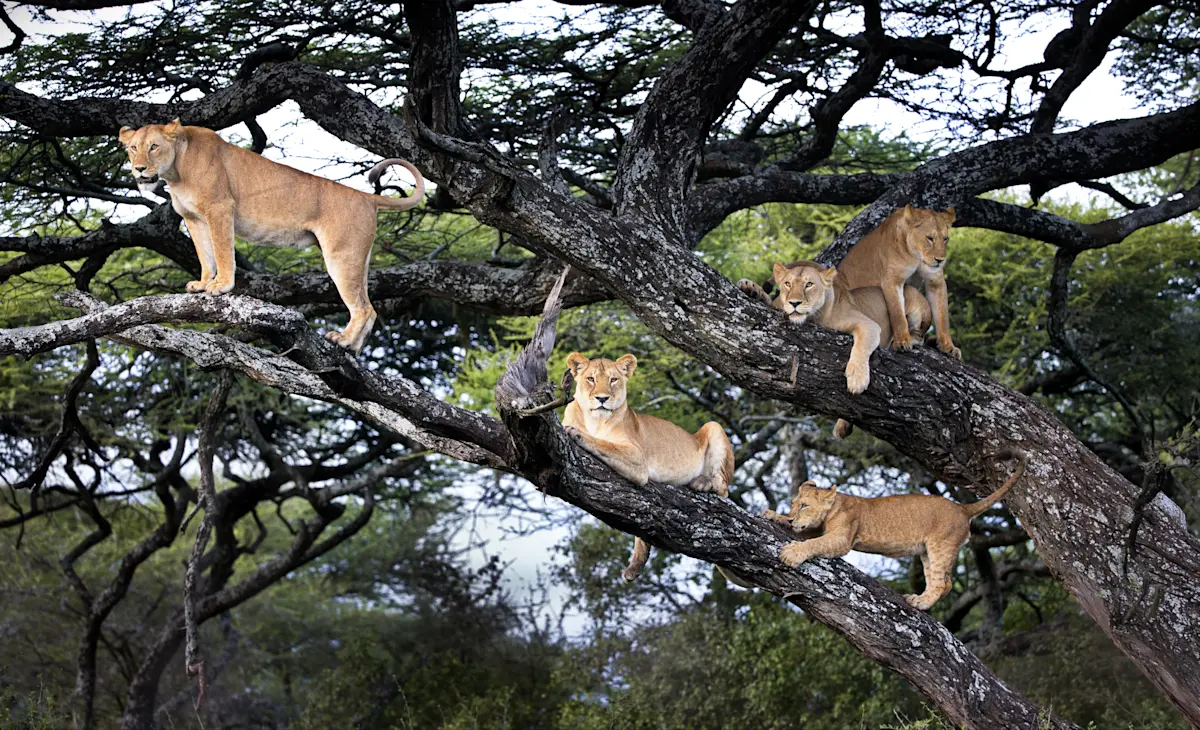 Lions resting in the branches of an acacia tree in the Serengeti