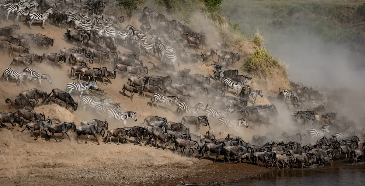 Wildebeest and zebras streaming down a dusty riverbank in the Serengeti