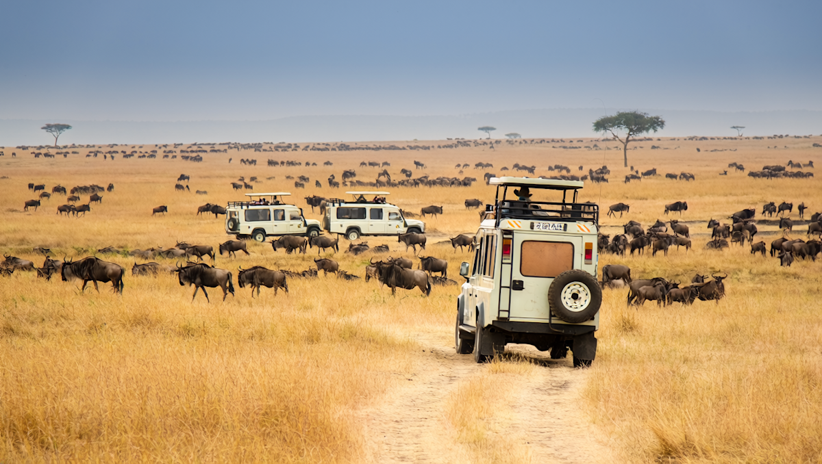 Safari vehicles driving among grazing wildebeest on golden plains