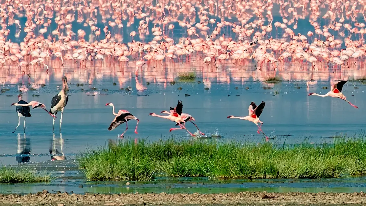 Flamingos and a marabou stork wading along a lakeshore in Ngorongoro Crater