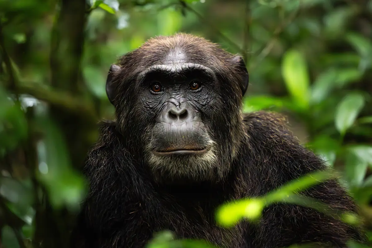 Close-up of a chimpanzee among green leaves in Mahale Mountains National Park