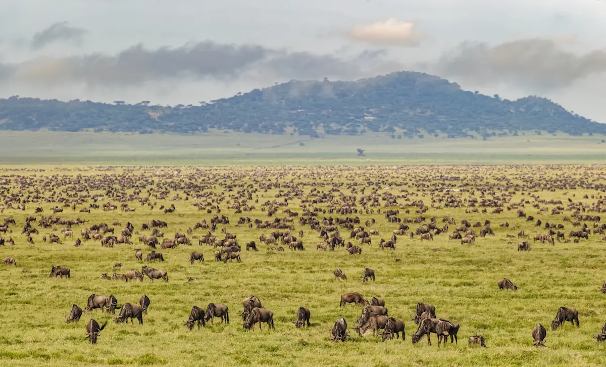 Herds of wildebeest grazing on green plains below a hill in the Serengeti