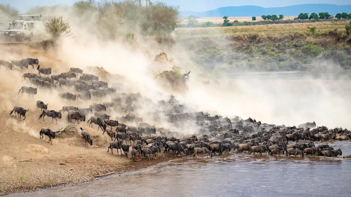Wildebeest streaming down a dusty bank toward a river in the Northern Serengeti