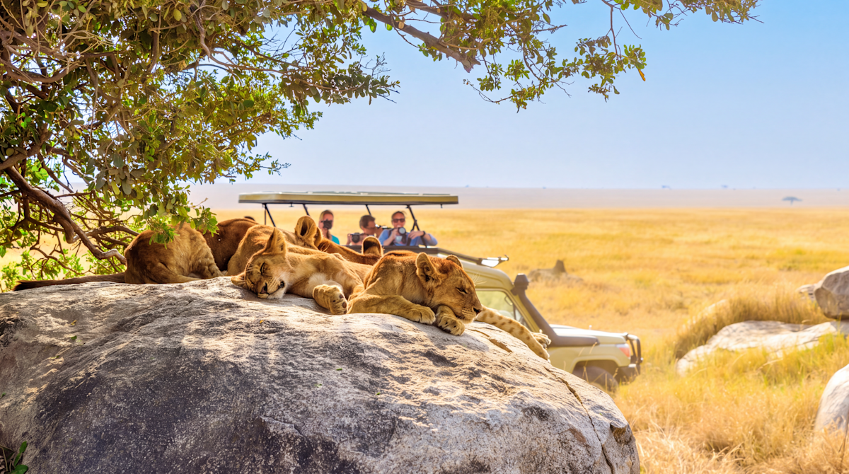 Lions resting on a rock as travelers watch from a safari vehicle in the Serengeti