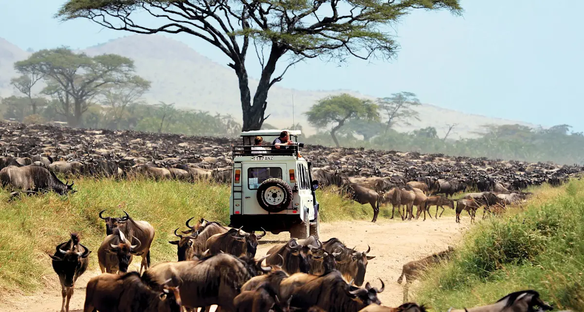 Safari vehicle surrounded by migrating wildebeest on a dirt road in the Serengeti