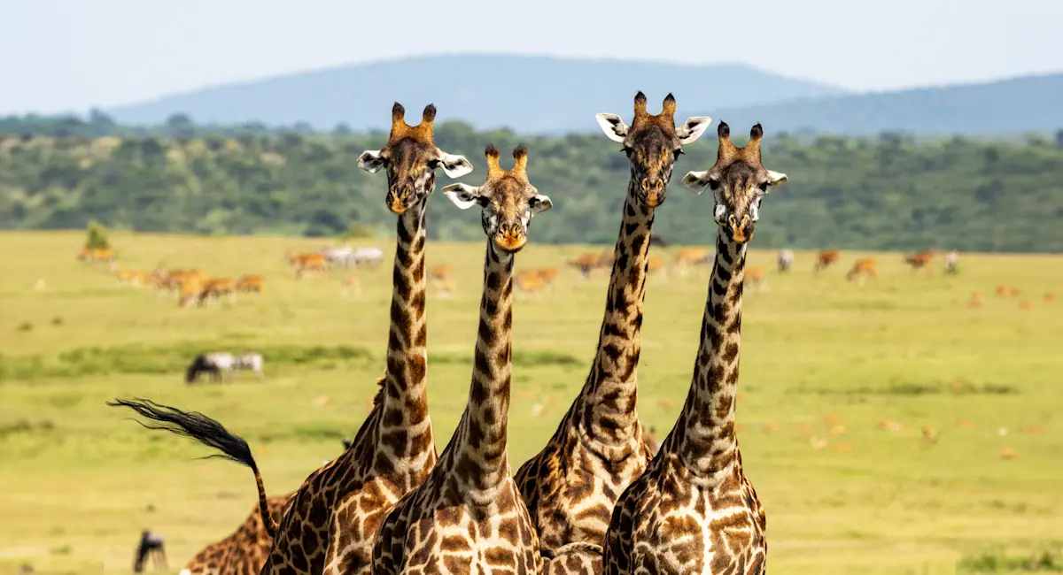 Four giraffes standing side by side on the grassy floor of Ngorongoro Crater