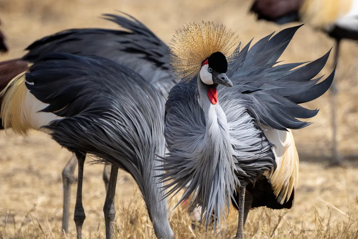 Grey crowned crane with its wings spread in the Serengeti