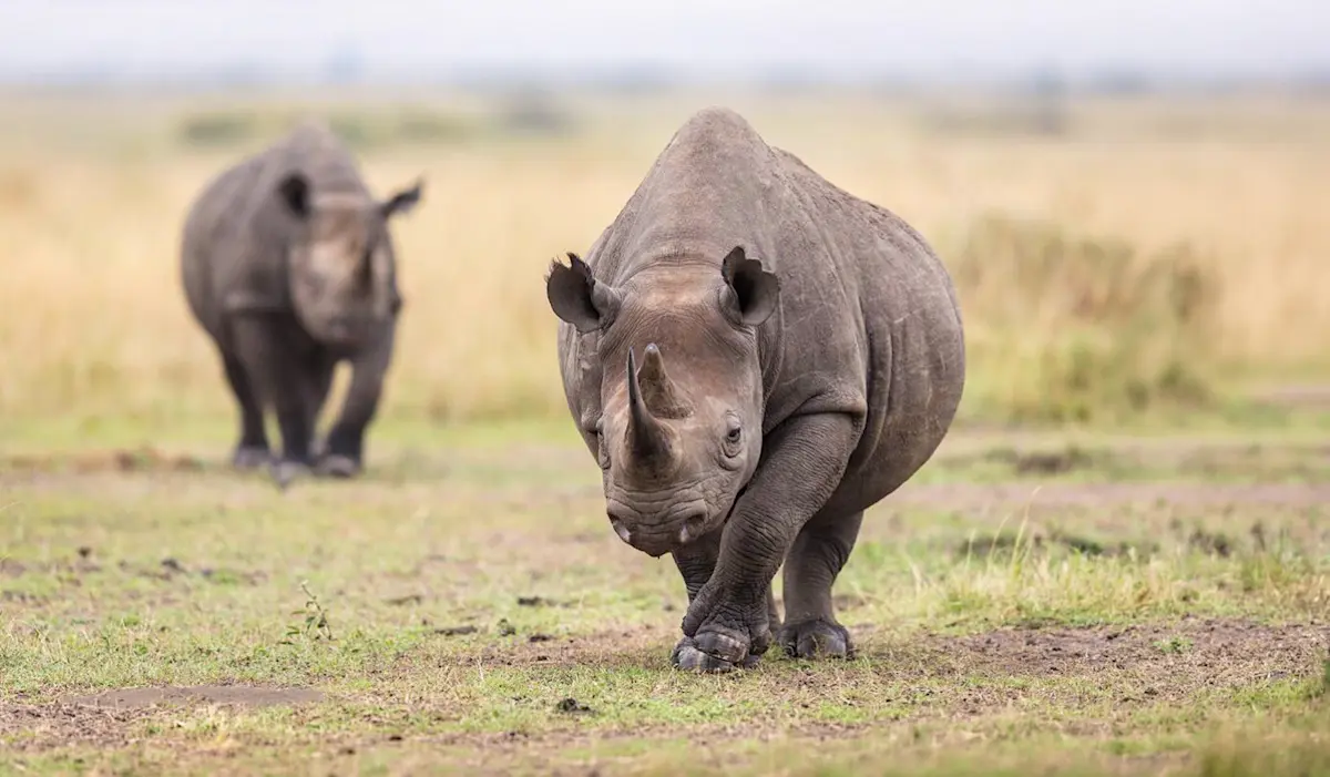 Two black rhinos walking across the grassland of Ngorongoro Crater