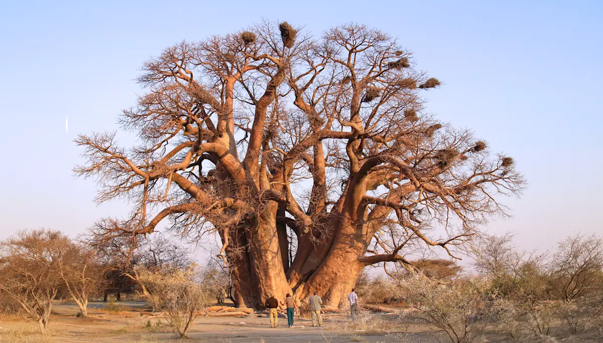Huge baobab tree towering over people walking beneath it in Tarangire National Park