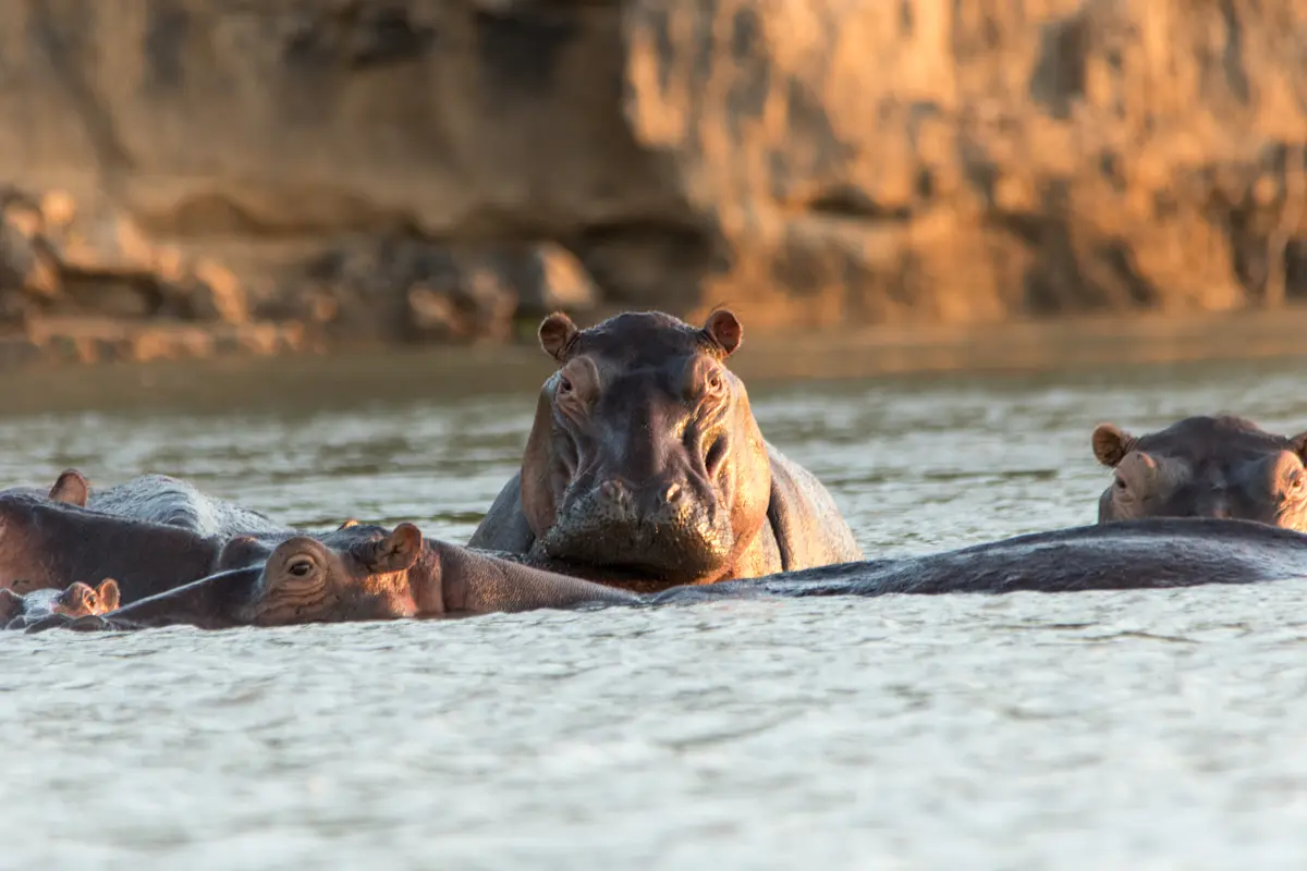 Hippos partly submerged in a river below sandstone cliffs in Nyerere National Park