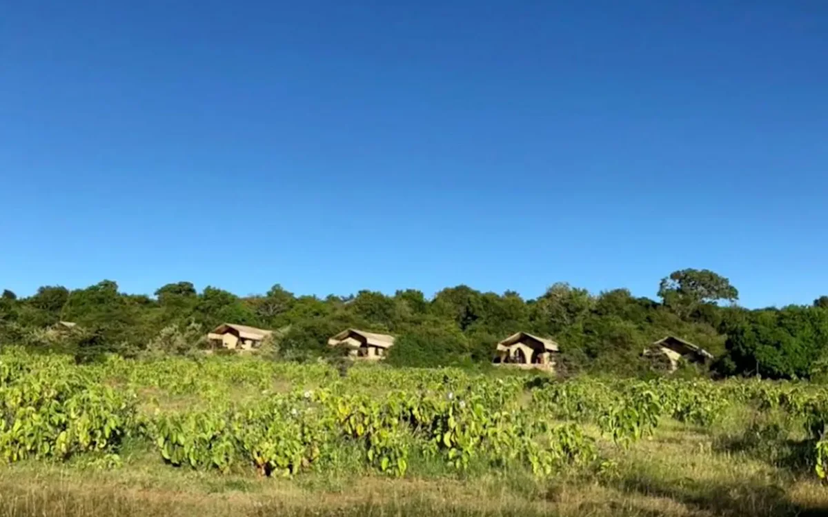 Guest tents beyond a green field under a blue sky at Eastern Serengeti Nyumba
