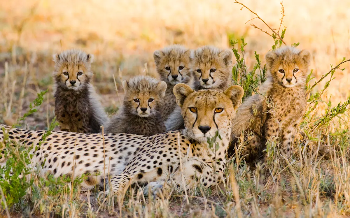 Cheetah mother lying in the grass with her cubs in the Serengeti