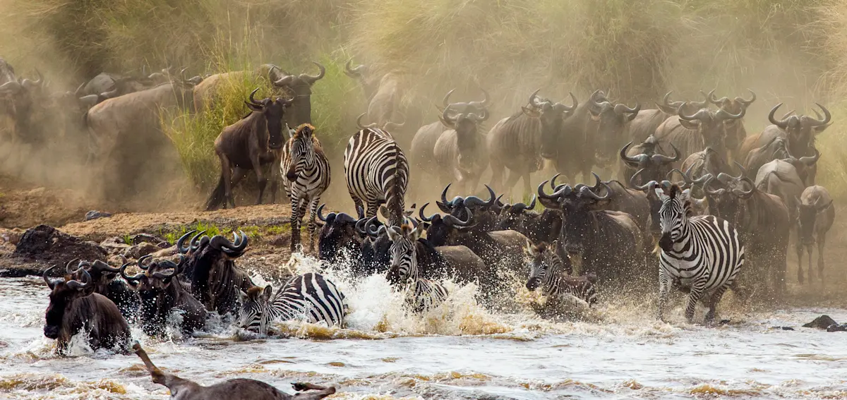 Wildebeest and zebras splashing across a river in the Serengeti