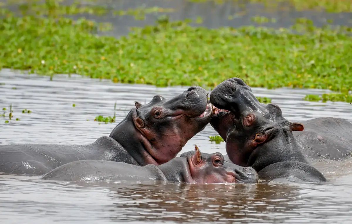 Hippos and a calf playing in a pool in Ngorongoro Crater