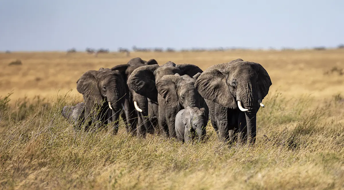 Elephant herd with a calf walking through dry grass in the Serengeti