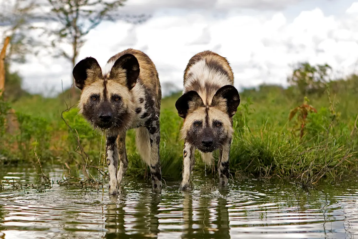Two African wild dogs wading through shallow water in Ruaha National Park