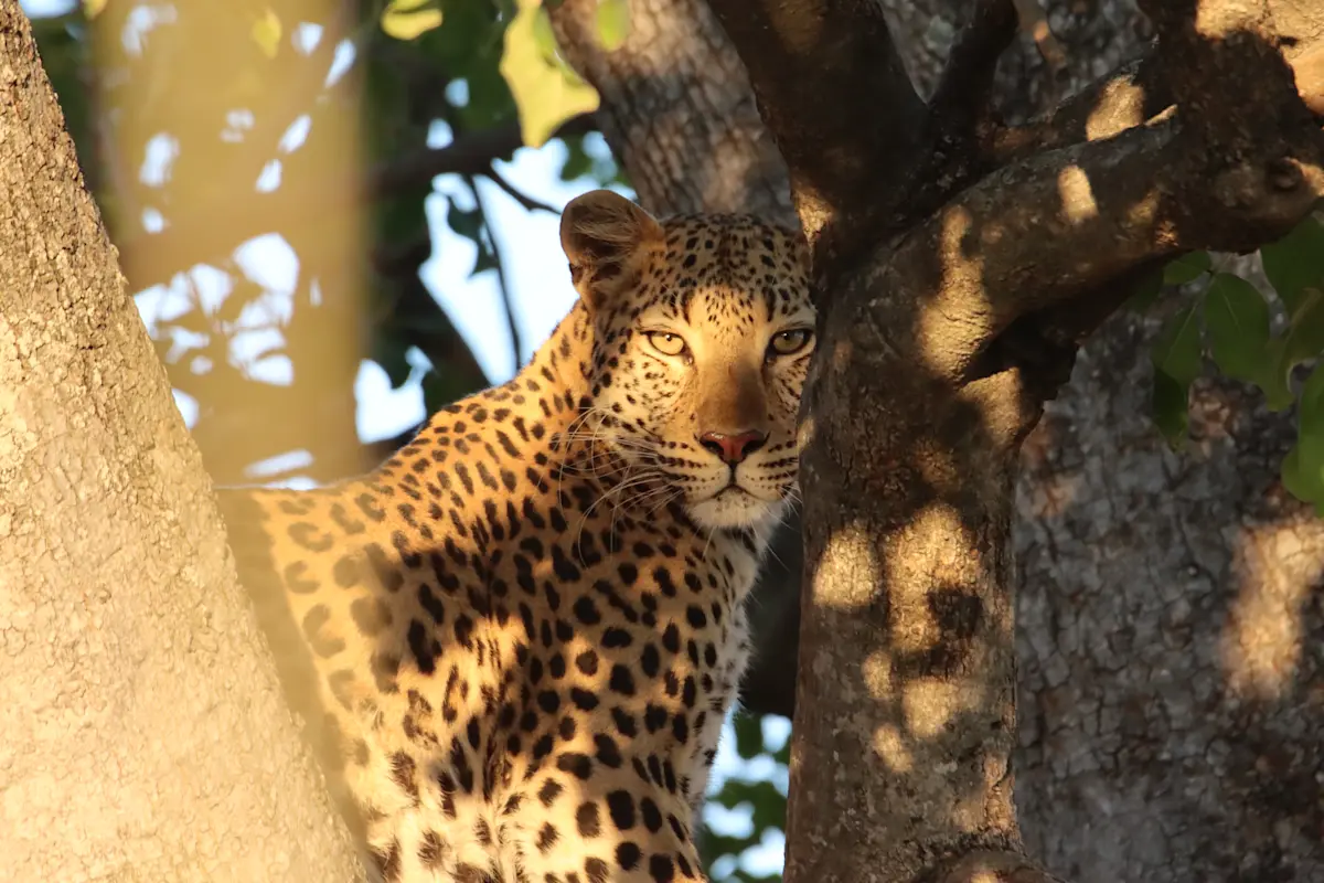 Leopard resting in the fork of a tree in dappled light in the Eastern Serengeti Nature Refuge