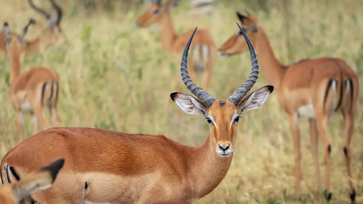 Impala ram with curved horns standing among a herd in the Eastern Serengeti Nature Refuge