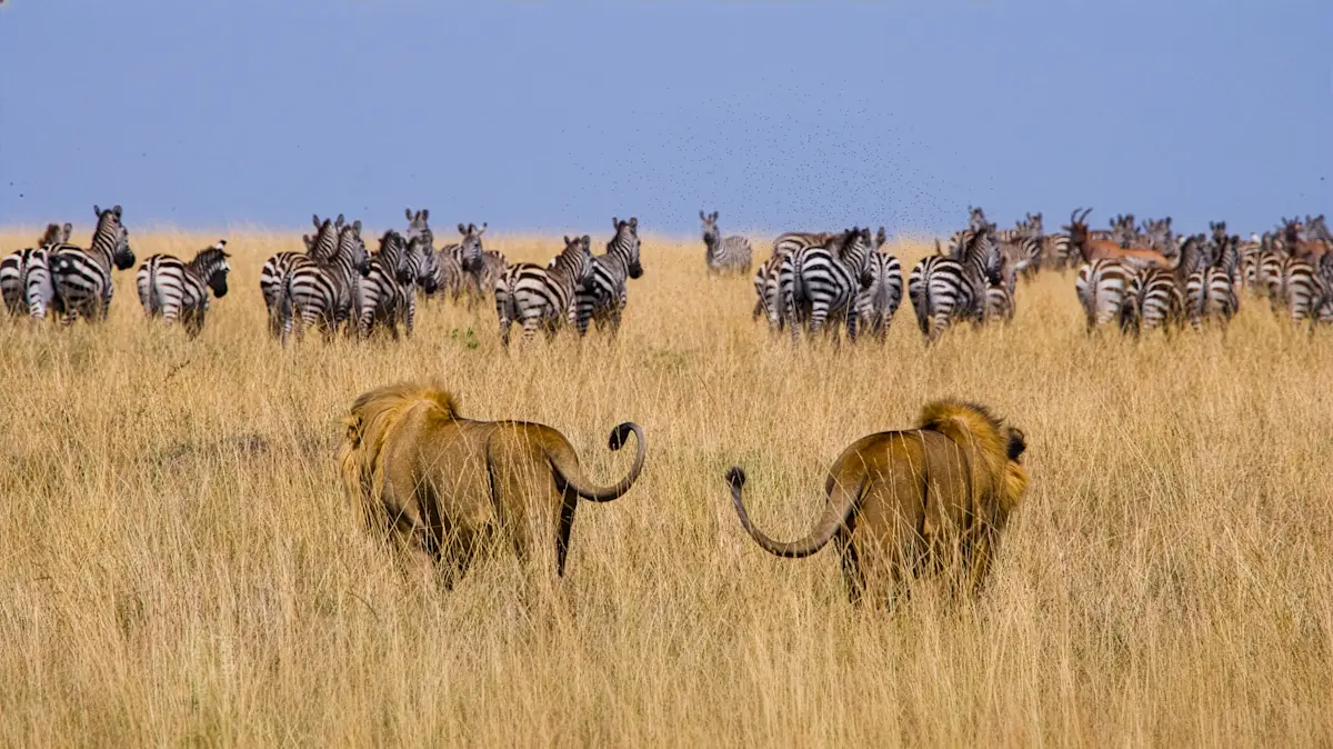 Two male lions walking through tall grass toward a herd of zebras in the Eastern Serengeti Nature Refuge