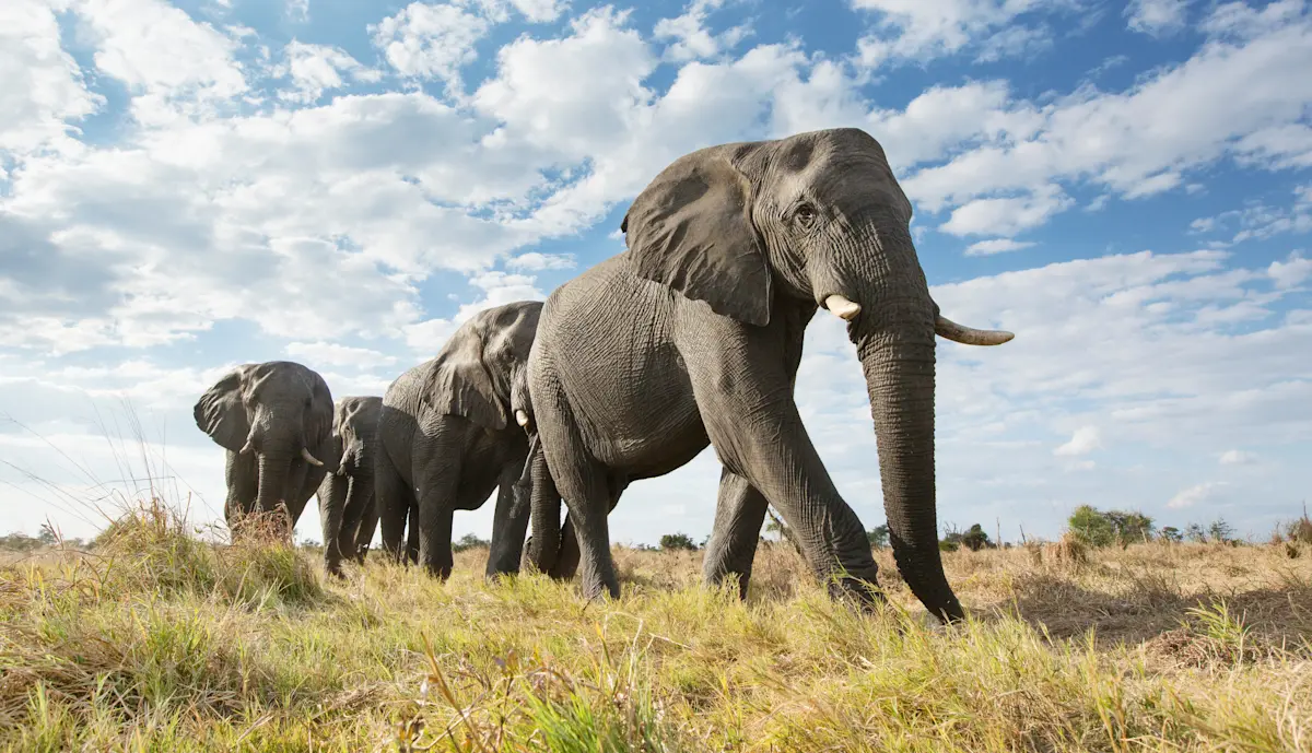 Line of elephants walking across grassland under a cloudy blue sky in the Serengeti
