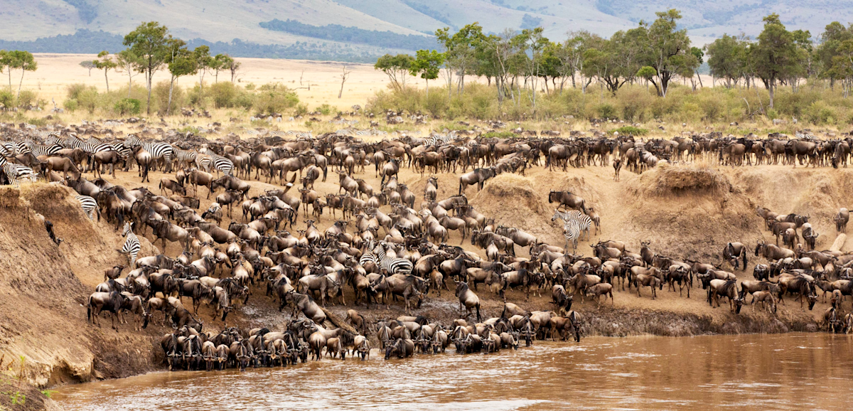 Huge wildebeest herd massed on a riverbank during a river crossing in the Serengeti