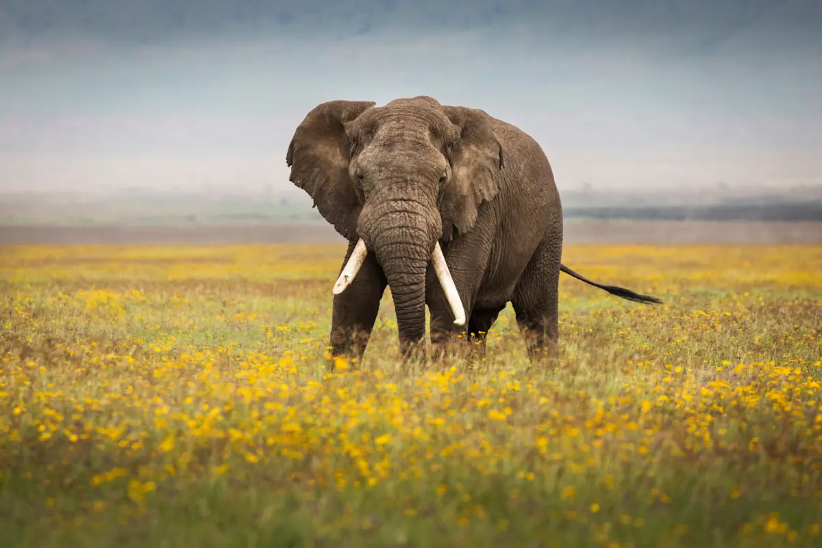 Elephant with long tusks standing in a field of yellow flowers in Ngorongoro Crater