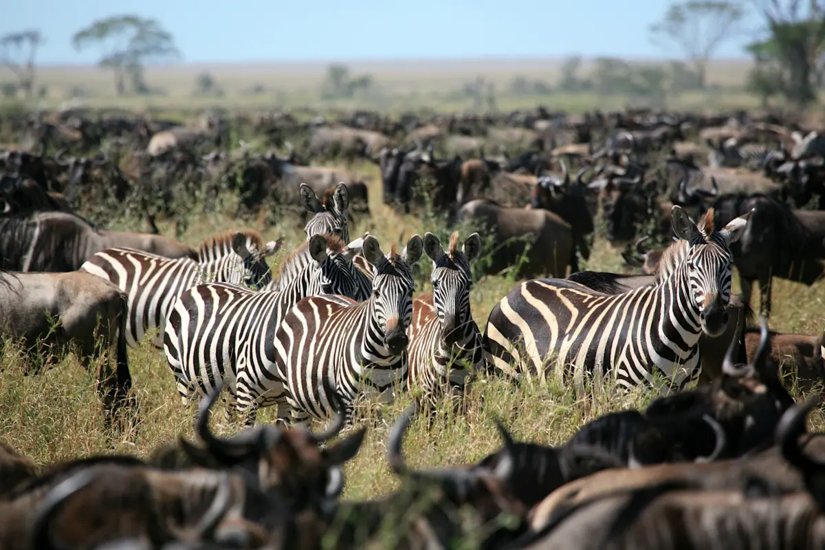 Zebras standing among a dense herd of wildebeest in Serengeti National Park