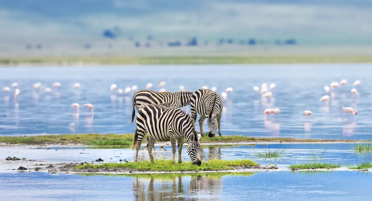 Zebras grazing on the shore of Lake Magadi with flamingos in the water, Ngorongoro Crater