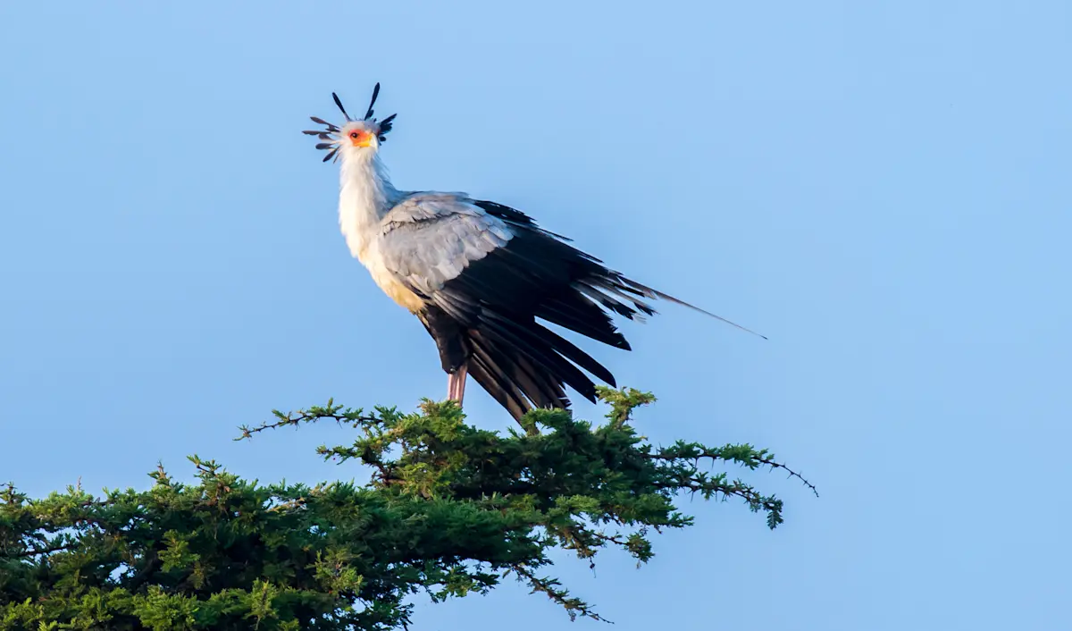 Secretary bird perched on top of an acacia tree in Tarangire National Park
