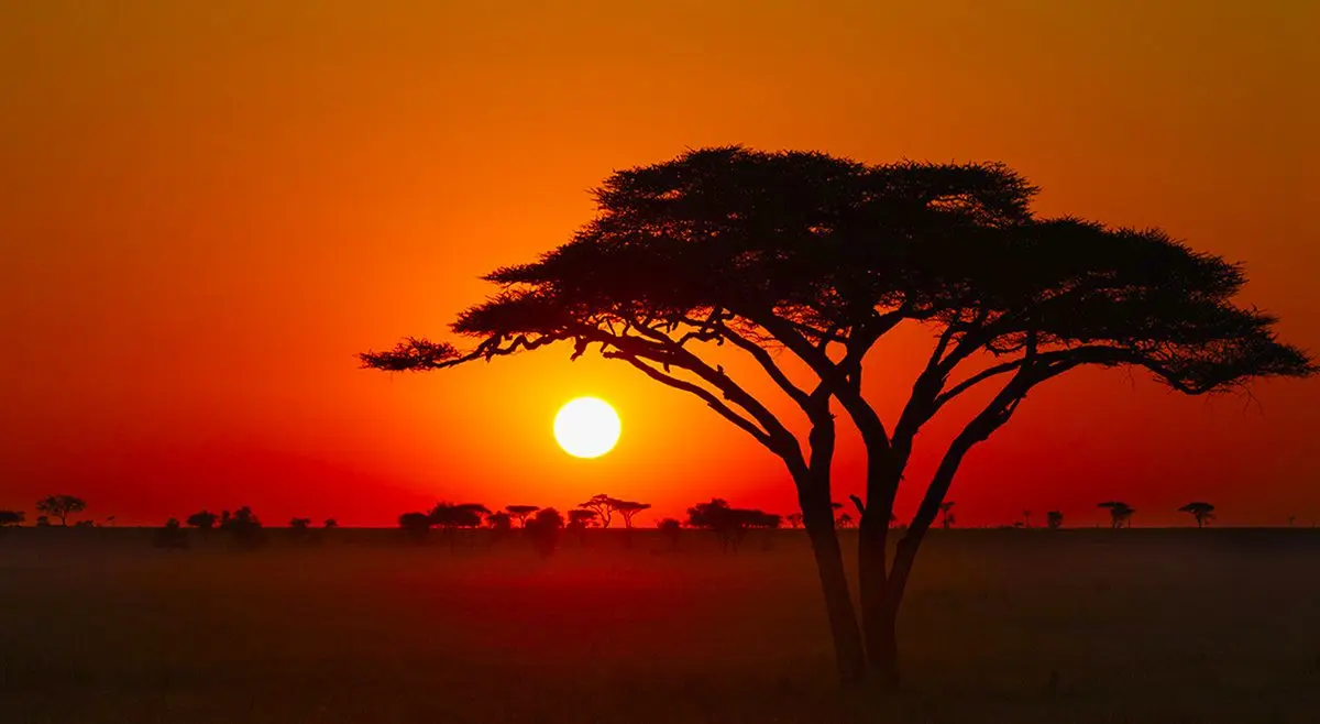 Acacia tree silhouetted against a red-orange sunset in the Serengeti