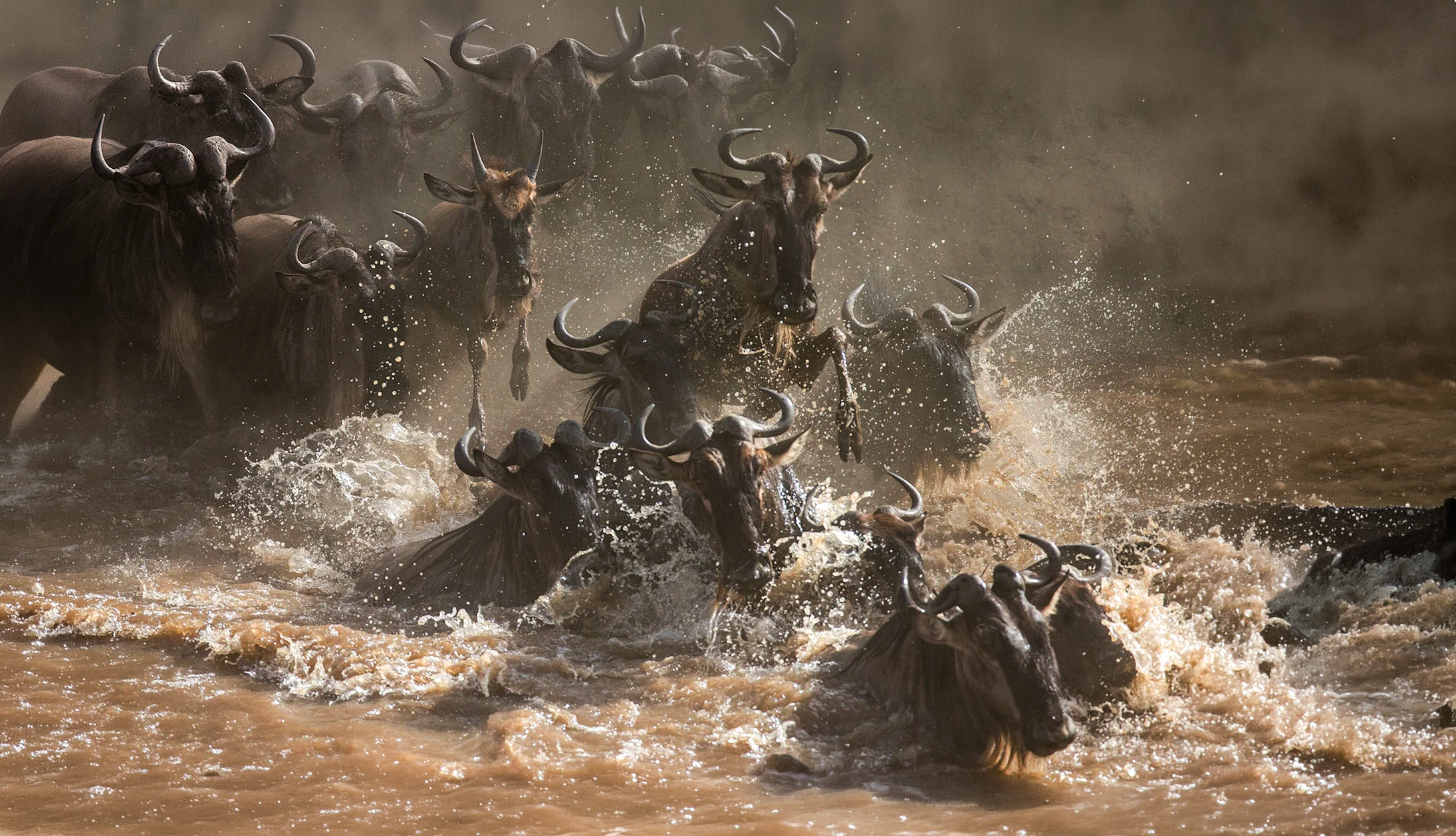 Wildebeest splashing through a muddy river during the Great Migration crossing
