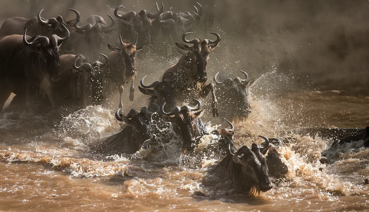 Wildebeest splashing through a muddy river during the Great Migration crossing